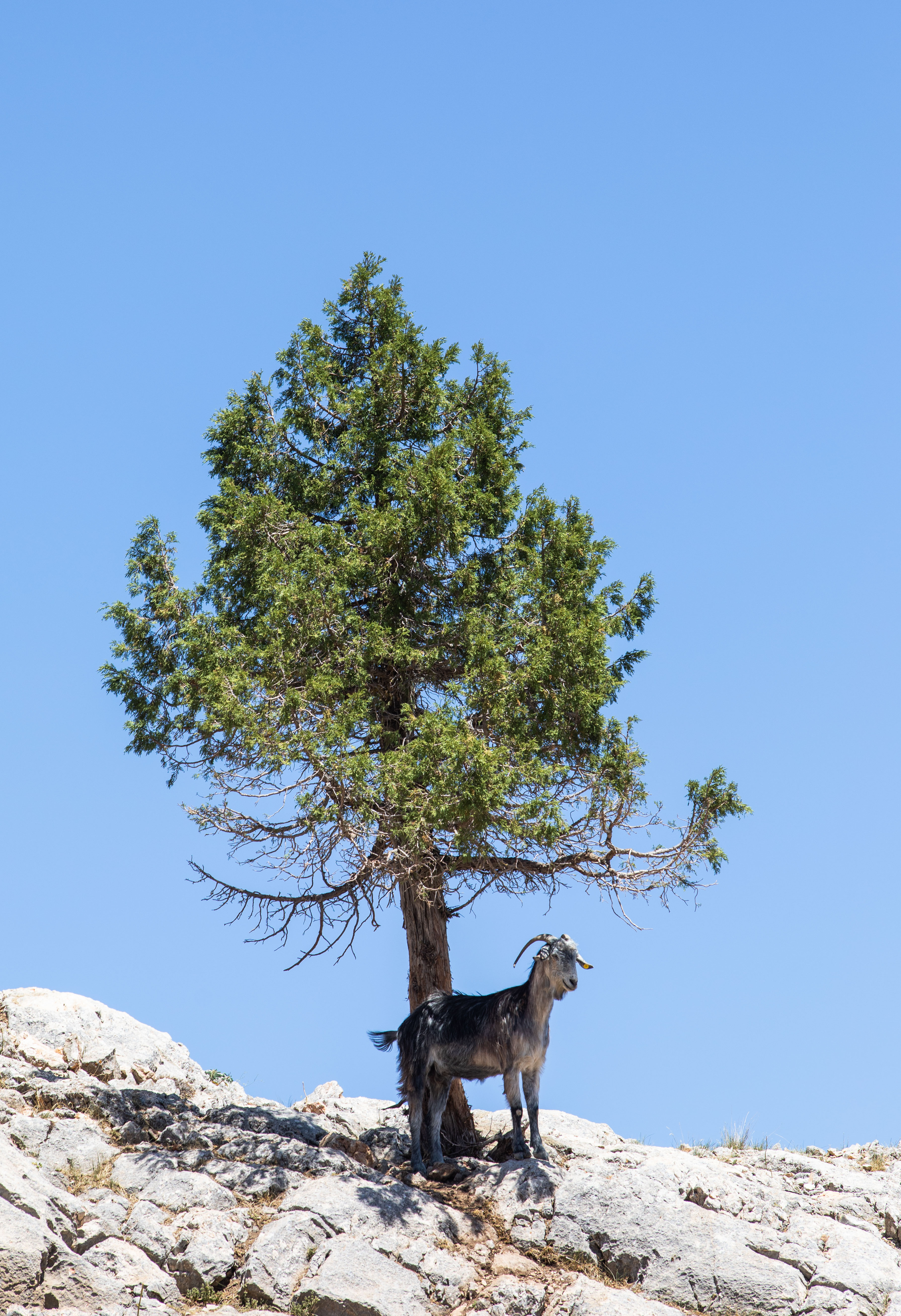 #YörüklerÖzgürceGöçsün #HareketeKimseManiOlamaz